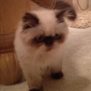 Meet your Posher, Kelli